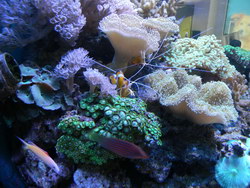 ACVARII si acvaristica marina > PESTI excotici, apa sarata > aquarist shop AQUA LIFE, pet shop, Baia Mare, MM, m707_11.jpg