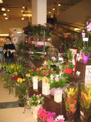 FLORARIA ARIANA > florarie in incinta GOLD PLAZA, Baia Mare, MM, m2015_11.jpg
