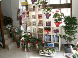 FLORARIA ARIANA > florarie in incinta GOLD PLAZA, Baia Mare, MM, m2015_4.jpg