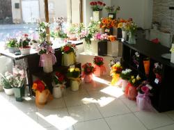FLORARIA ARIANA > florarie in incinta GOLD PLAZA, Baia Mare, MM, m2015_5.jpg