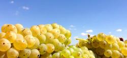 PIVNITA cu vinuri THECELLAR > CRAMA VINURI si BAUTURI FINE, TRABUCURI CUBANEZE, Baia Mare, MM, m5078_7.jpg