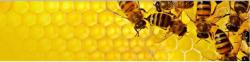 MIERE ALBINE si APICOLE telefonic > LIVRARI miere, produse apicole > C. Buciuman - APICULTOR, Baia Mare, MM, m5221_27.jpg
